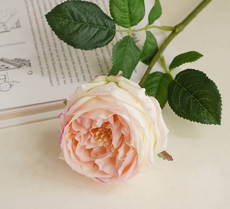 17"Premium Real touch English Austin Cabbage Rose Stem: Light Champagne