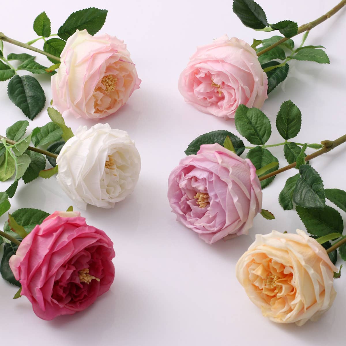 17"Premium Real touch English Austin Cabbage Rose Stem: Light Champagne