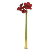 Red Amaryllis Stem - 31.5 Inch