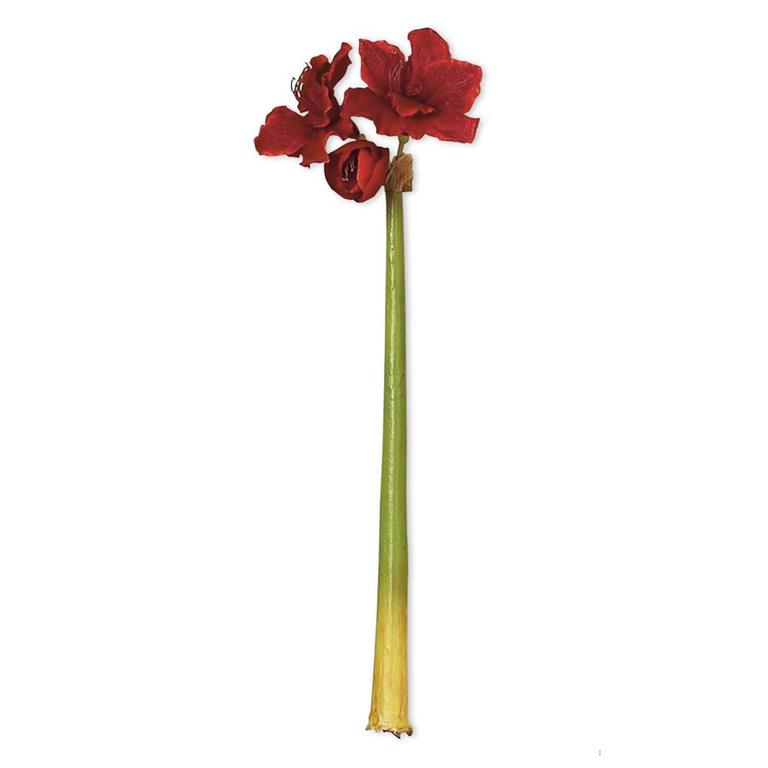 Red Amaryllis Stem - 31.5 Inch