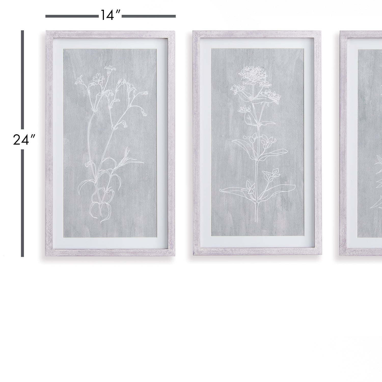 Sketched Botanical Prints, Set Of 3