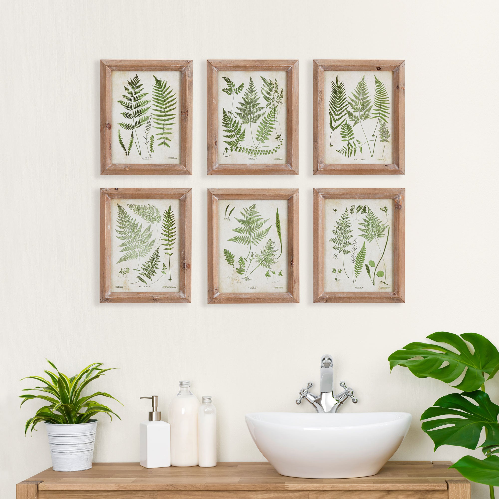 ASSORTED FROND STUDY PETITE, SET OF 6
