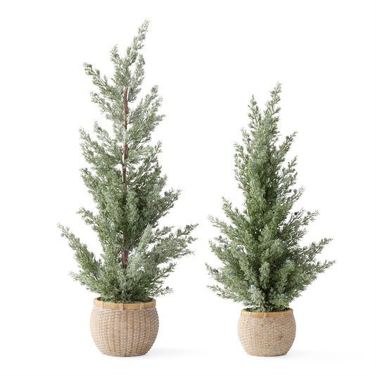 Frosted Juniper Trees w/Blue Berries in Ceramic Wicker Pot-2 Sizes