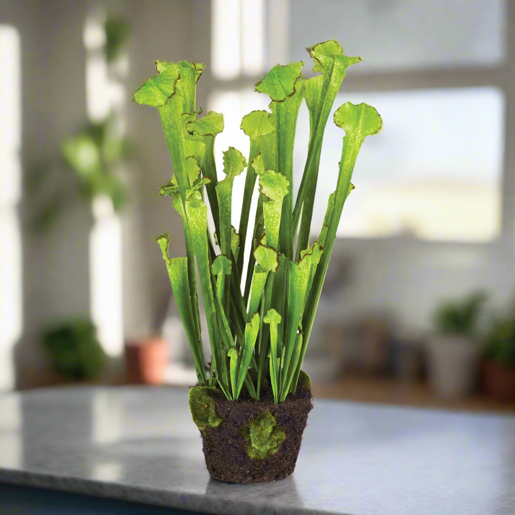 Sarracenia Drop-In 25"