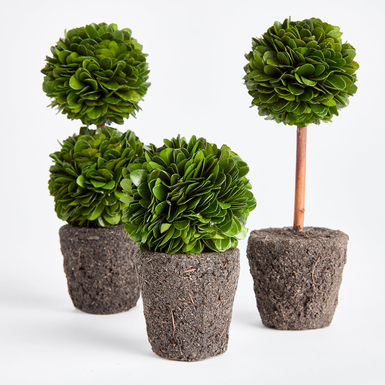 Boxwood Mini Topiary Drop-Ins, Set Of 3