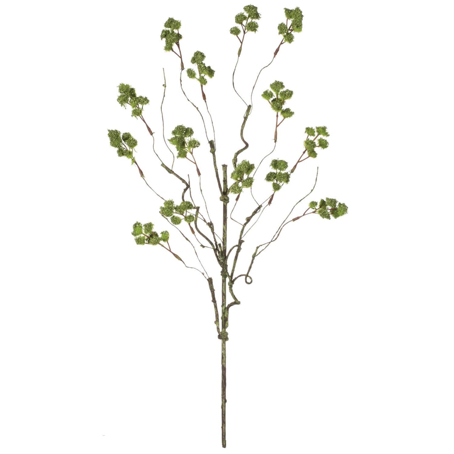 Irish Moss Spray