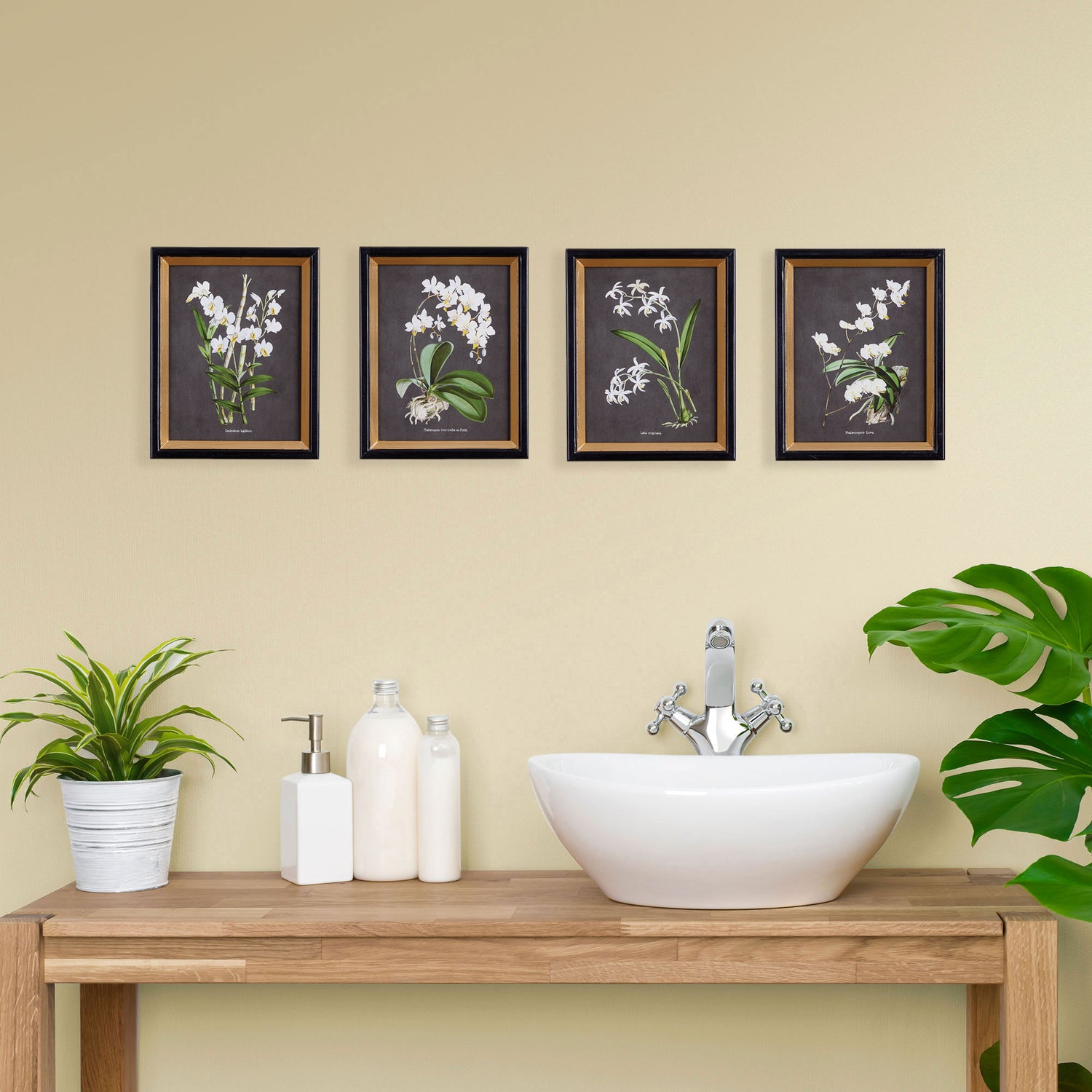 Orchid Study Petite, Set Of 4