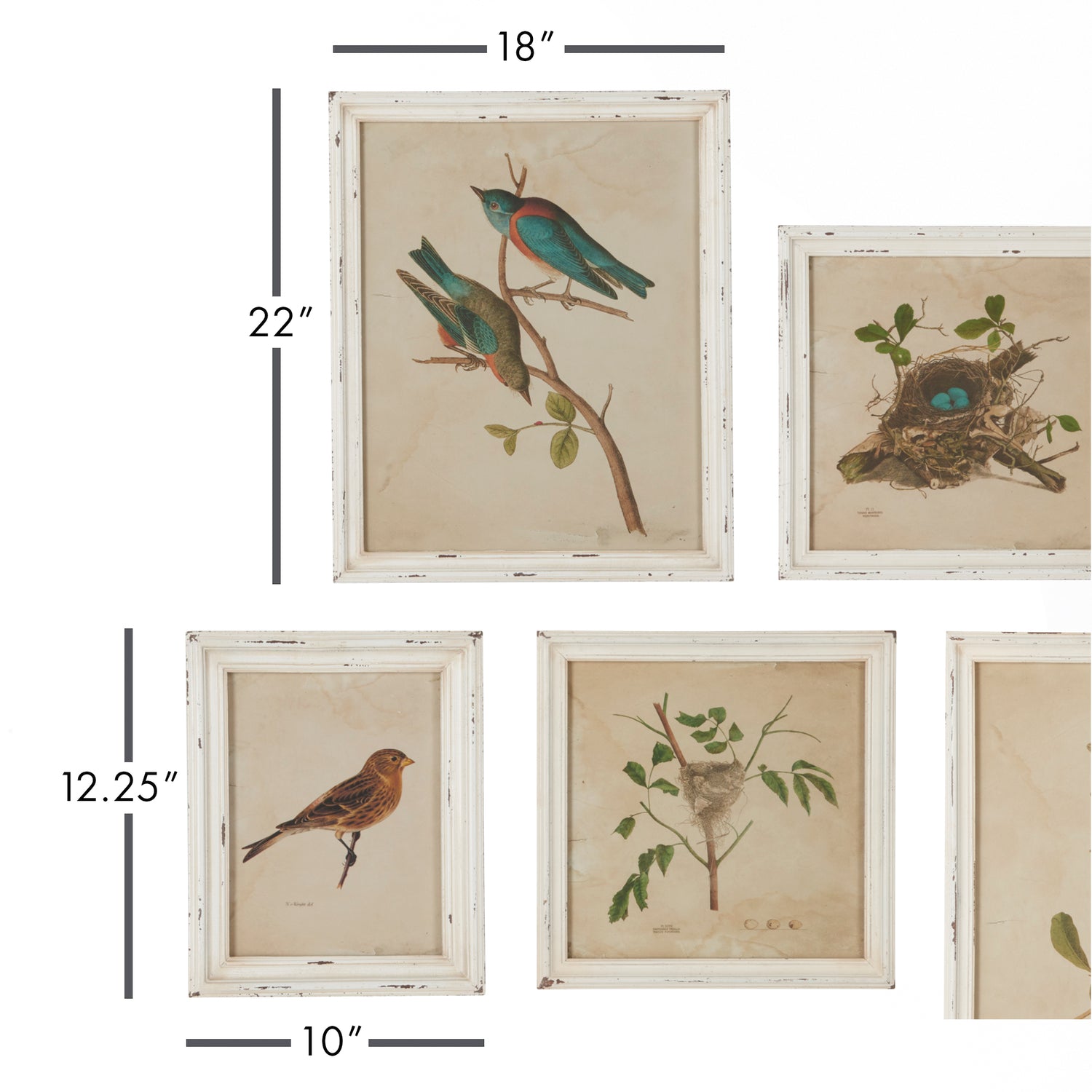 Framed Aviary Bird & Nest Habitat Prints, Set Of 9