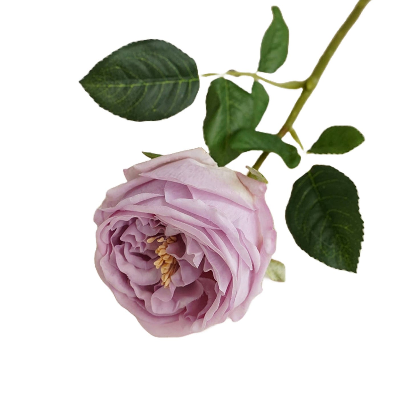 17"Premium Real touch English Austin Cabbage Rose Stem: Light Champagne
