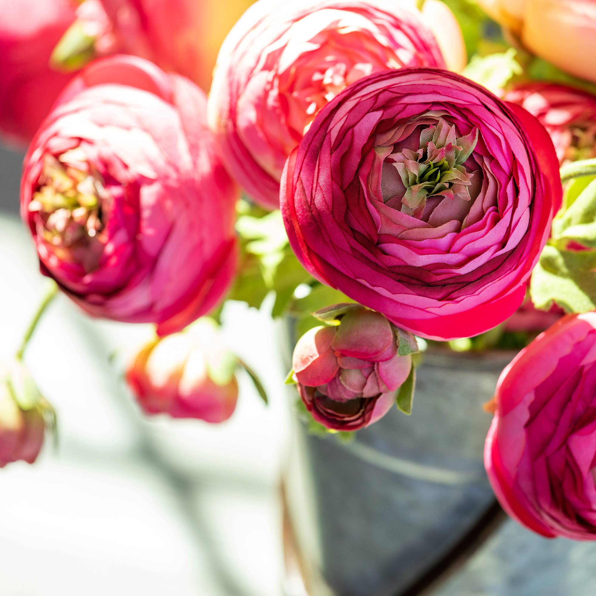 Summer Ranunculus Pink Cerise Mix