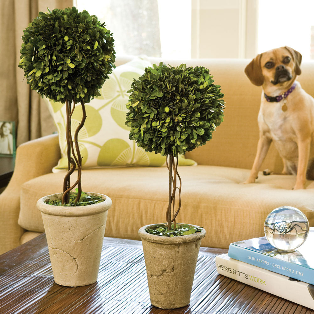 BOXWOOD SINGLE SPHERE TOPIARY 23.25"