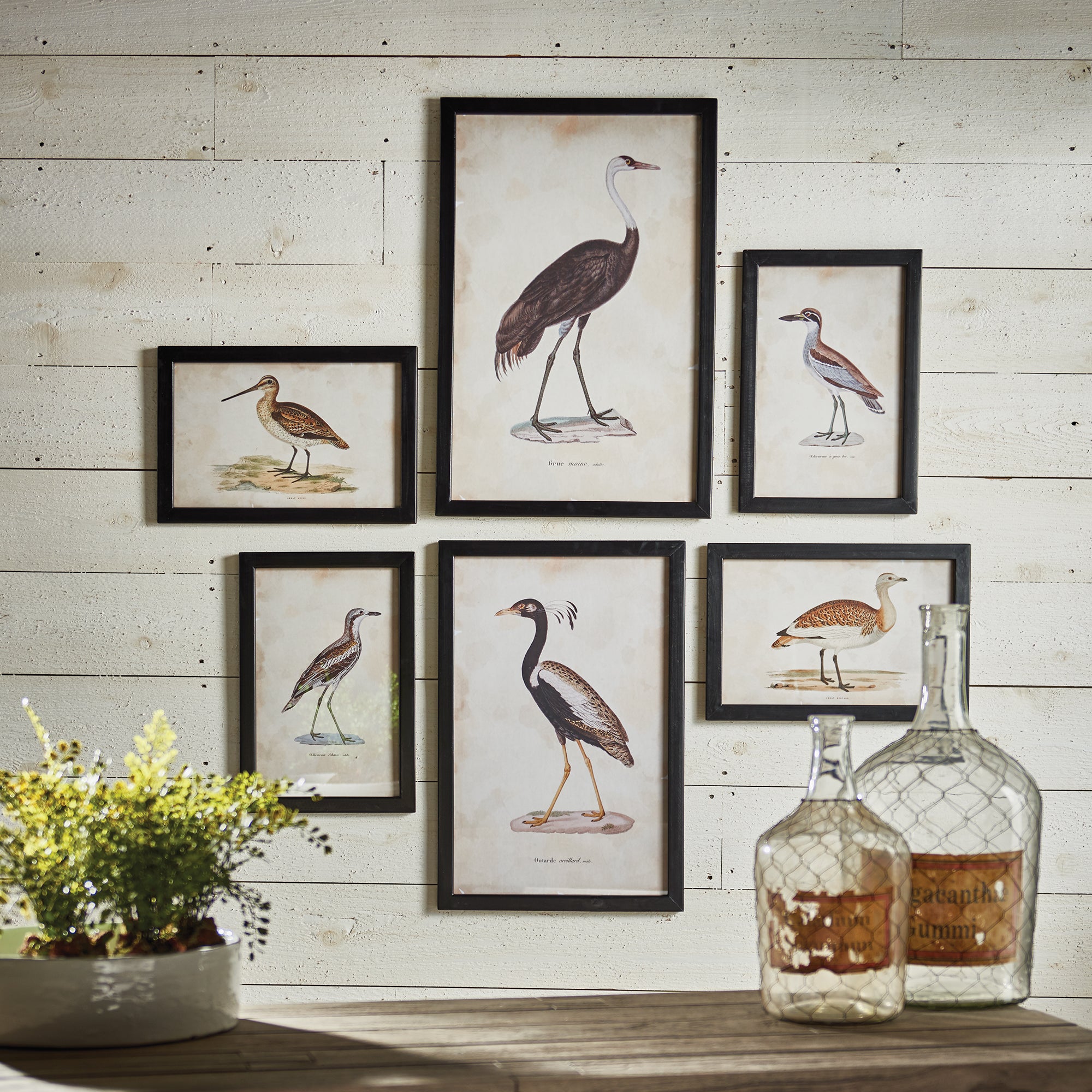 WATERFOWL GALLERY, SET OF 6