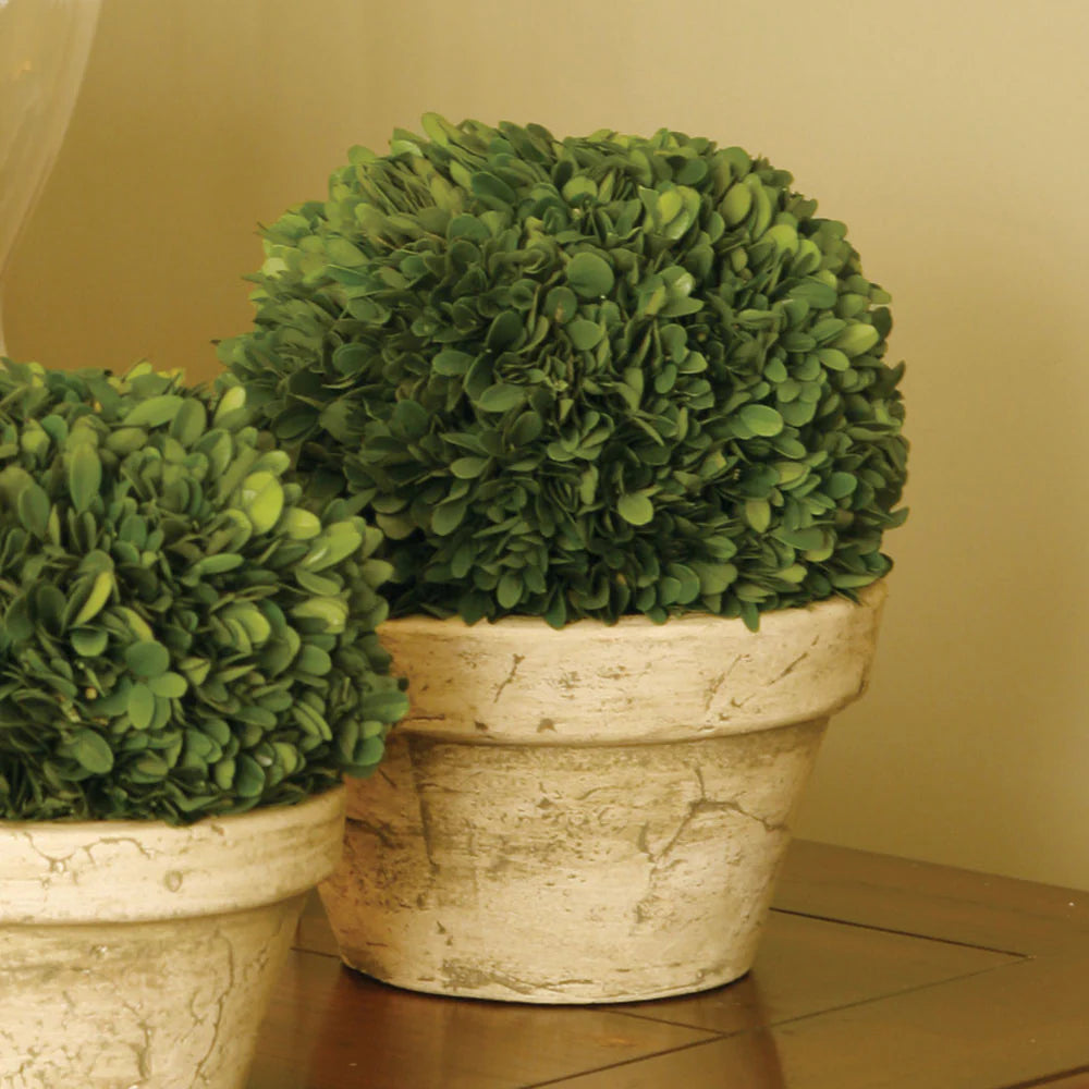 BOXWOOD BALL IN POT LARGE
