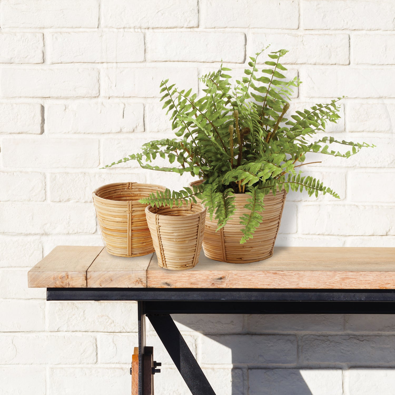 Boston Fern Drop-In 12"