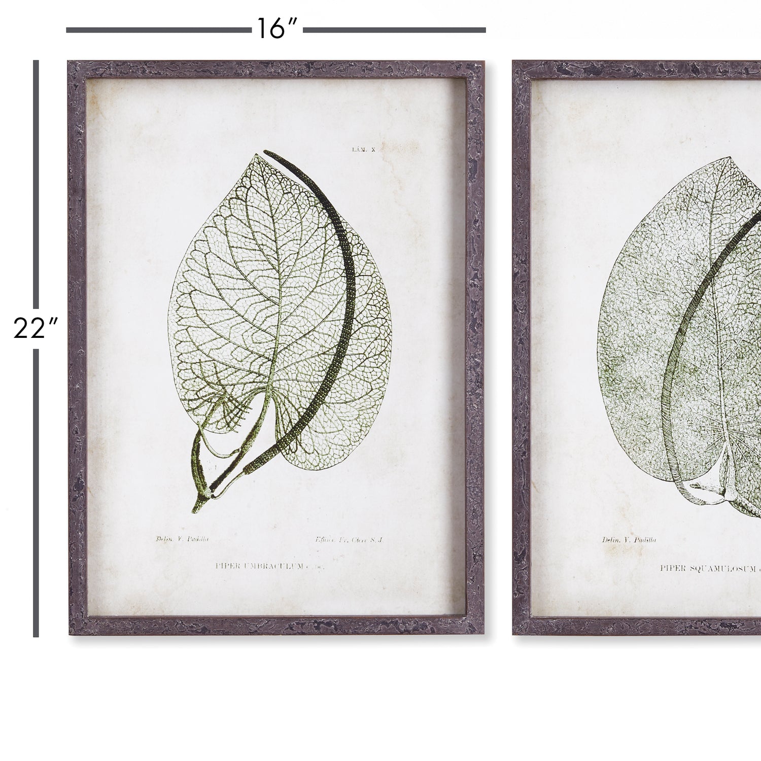 DISCONTINUED Cordate Leaf Study, Set Of 2