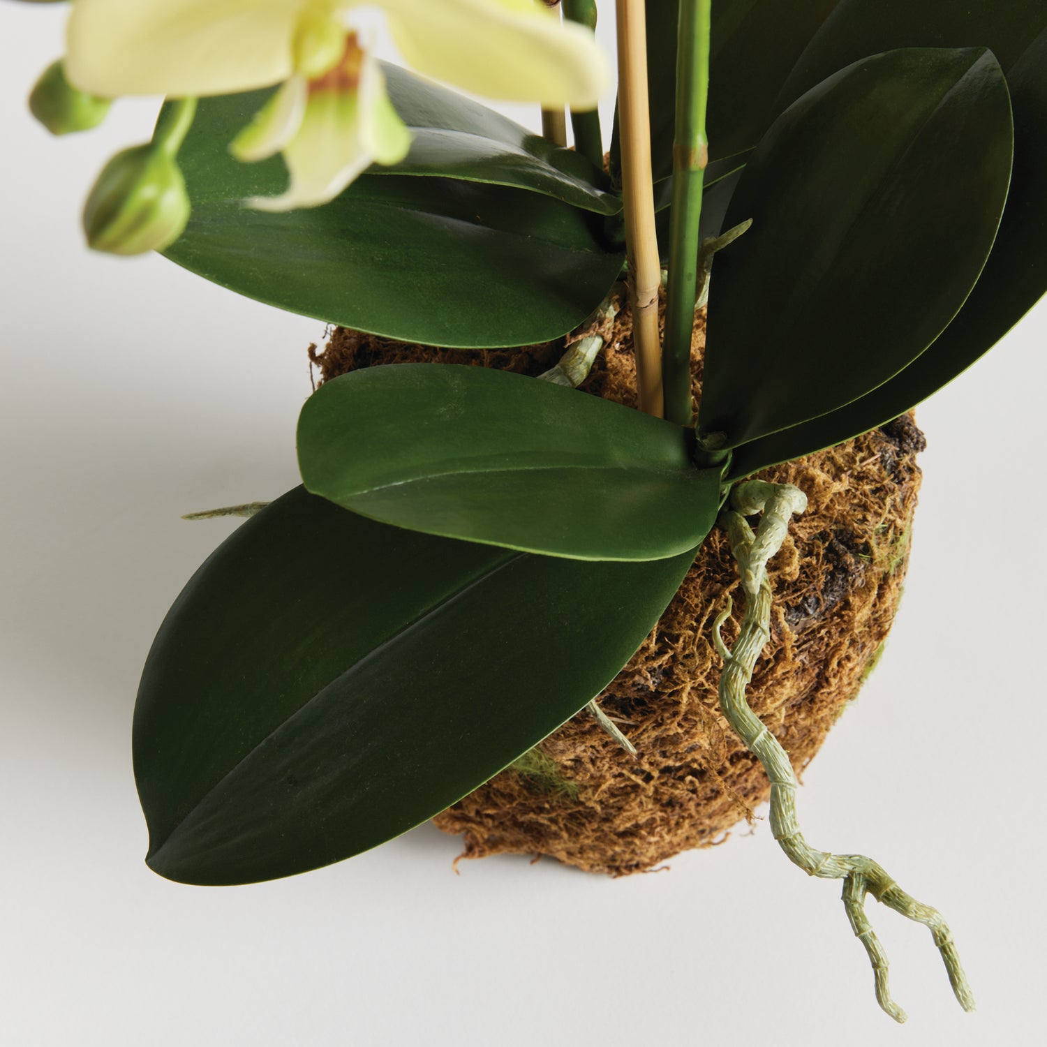 Phalaenopsis Orchid Drop-In 23"