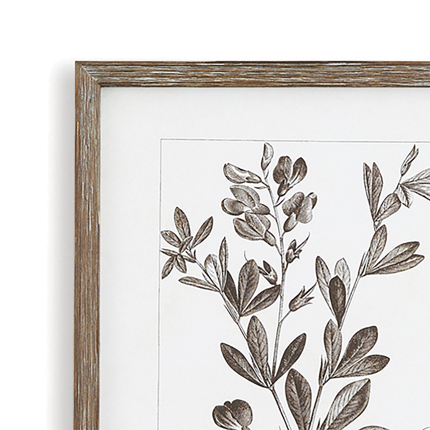 DISCONTINUED Rustic Foliage Study, Set Of 9