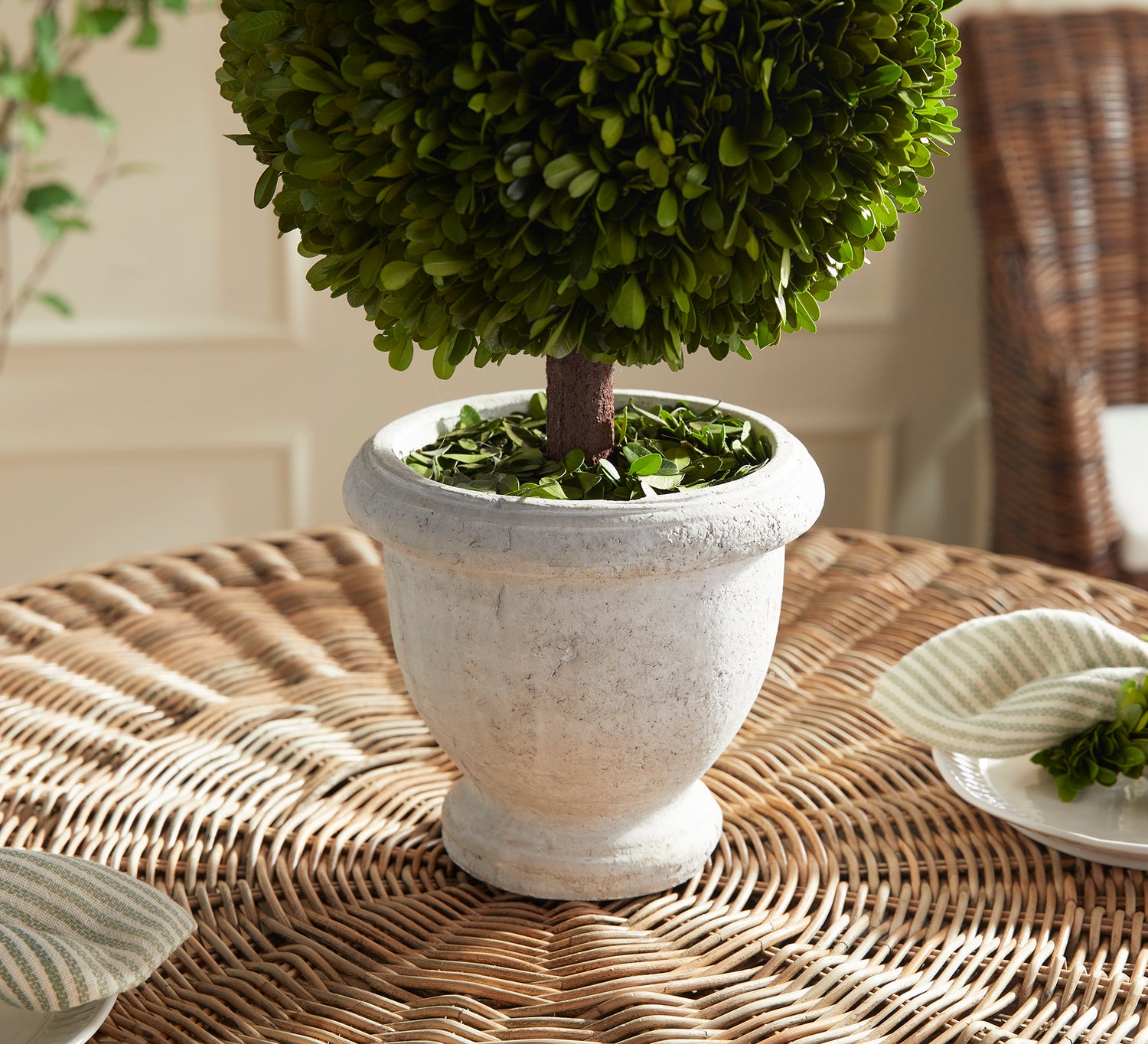 Boxwood Single 11" Ball Topiary In Pot