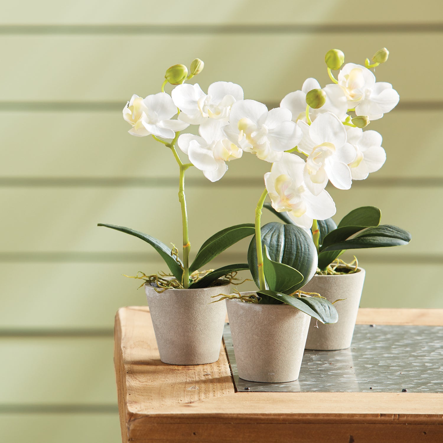 Mini Phalaenopsis 9" Potted, Set Of 12