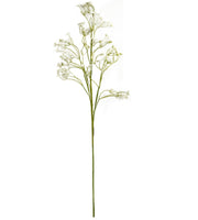 Astilbe Pick, White