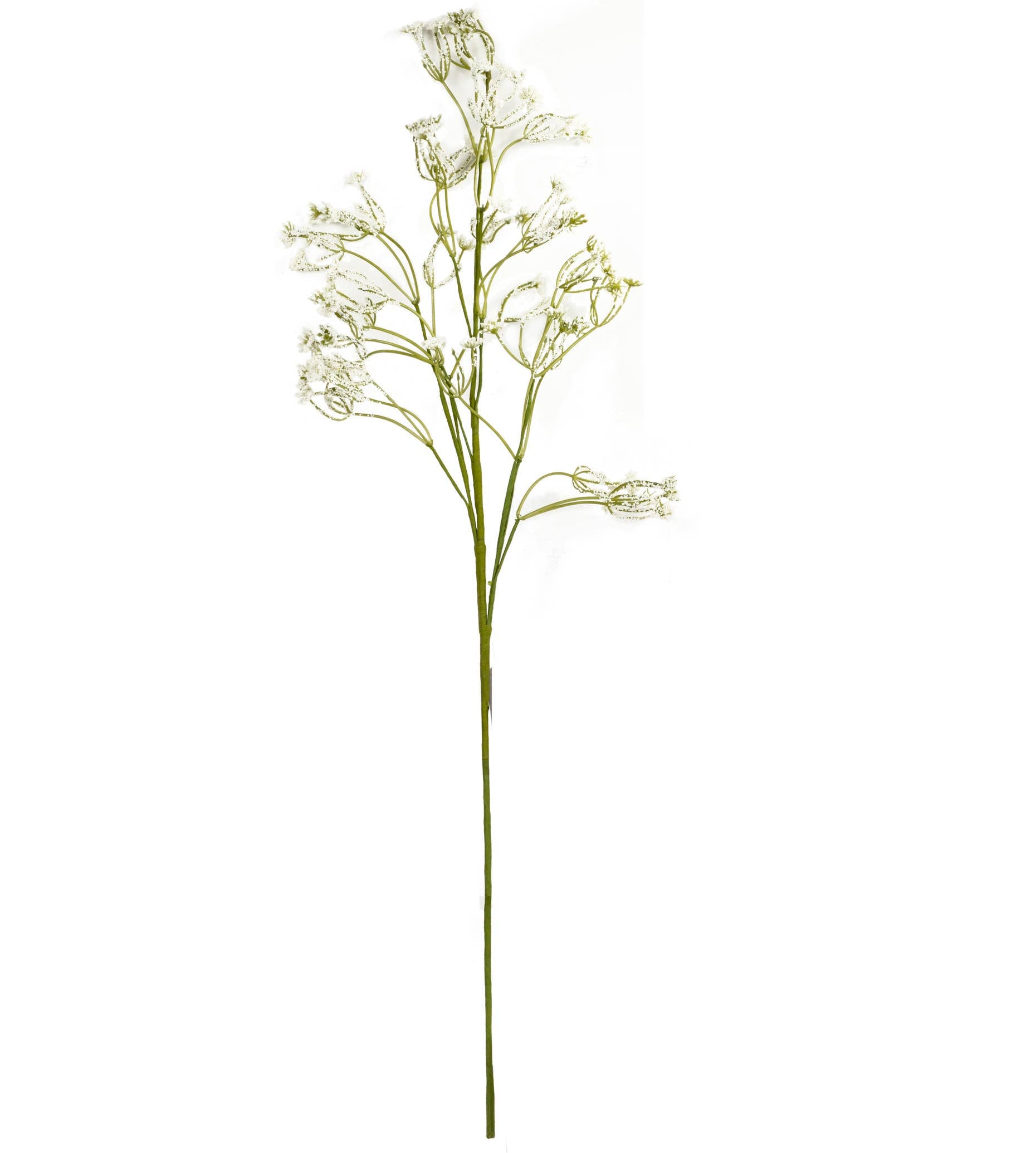 Astilbe Pick, White