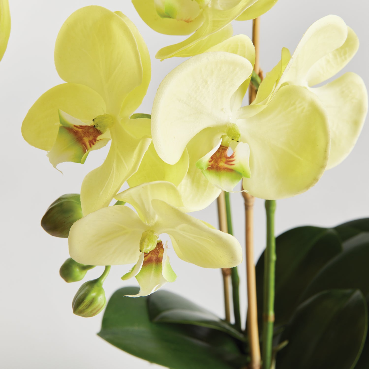 Phalaenopsis Orchid Drop-In 23"