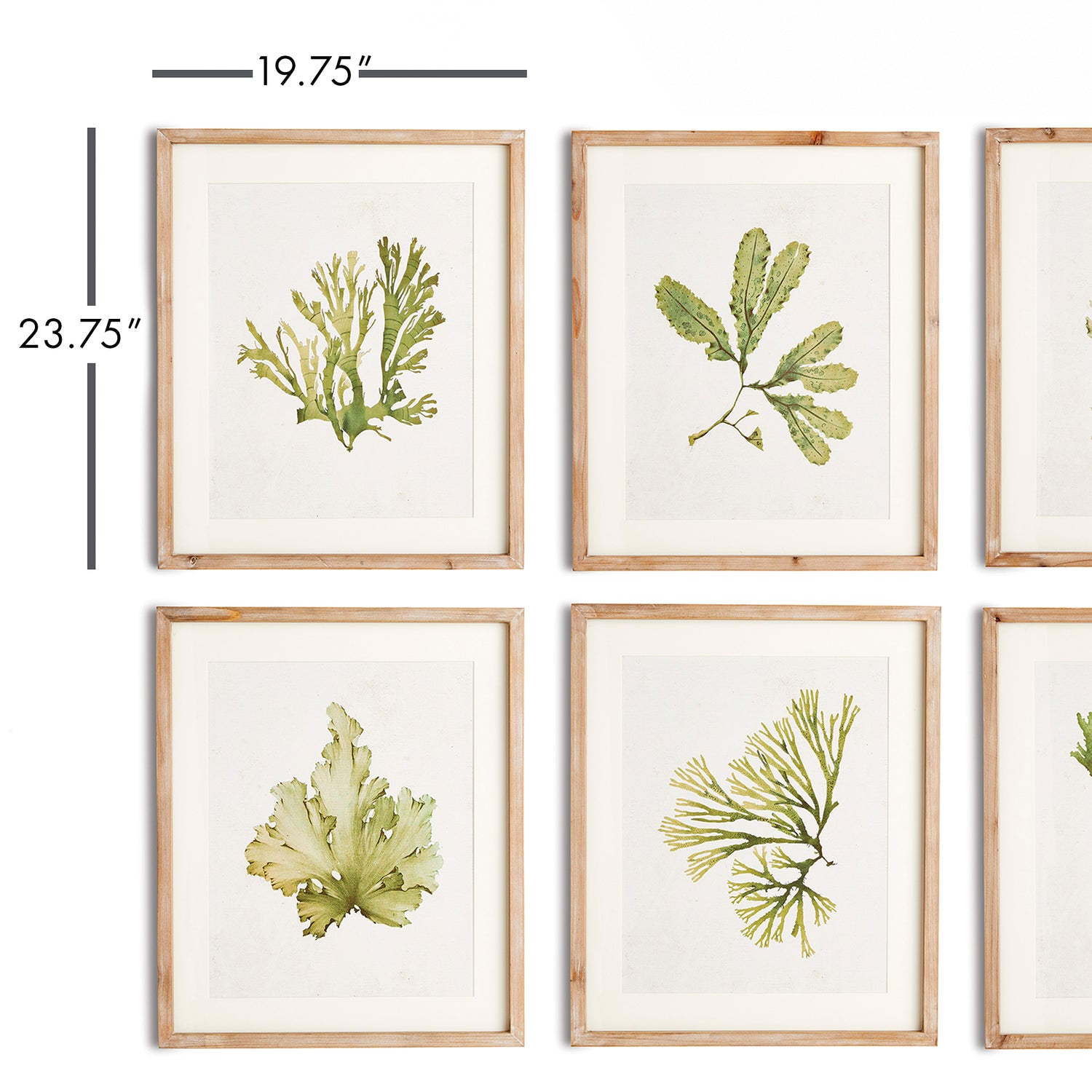 Kelp Prints, Set Of 6