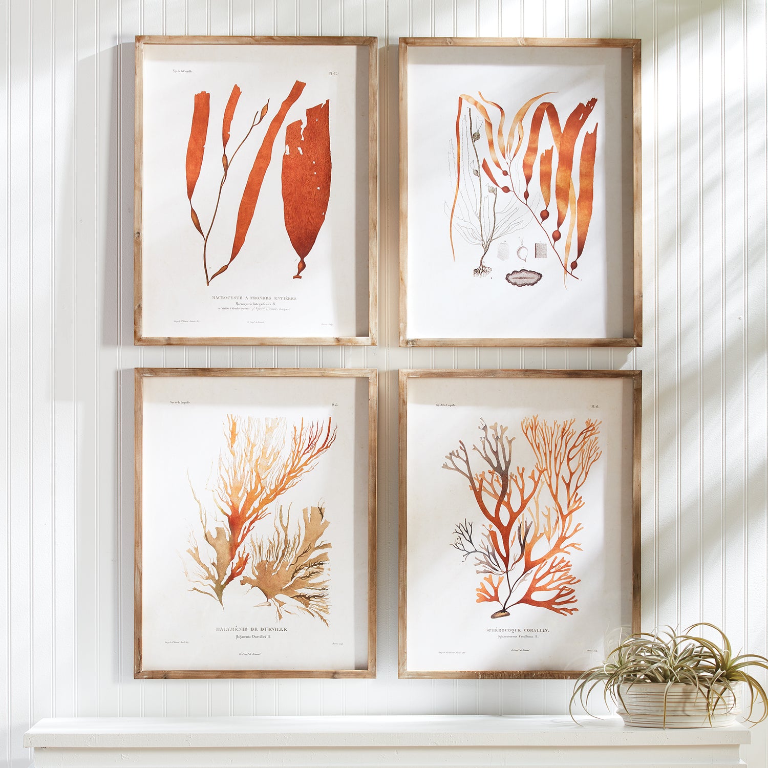 DISCONTINUED Coral Reef Study, Set Of 4