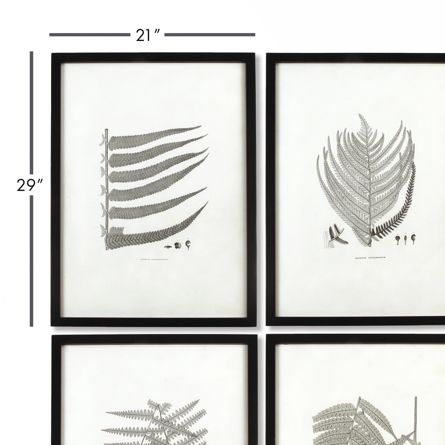 Framed Gray-Tone Fern Prints, Set Of 6