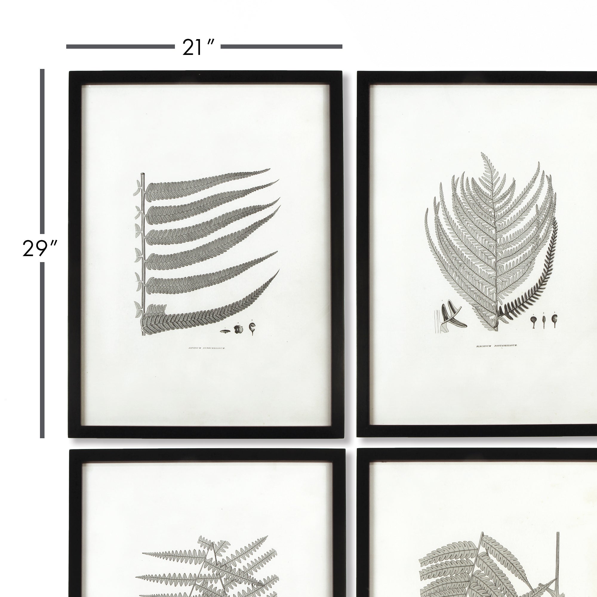 FRAMED GRAY-TONE FERN PRINTS, SET OF 6
