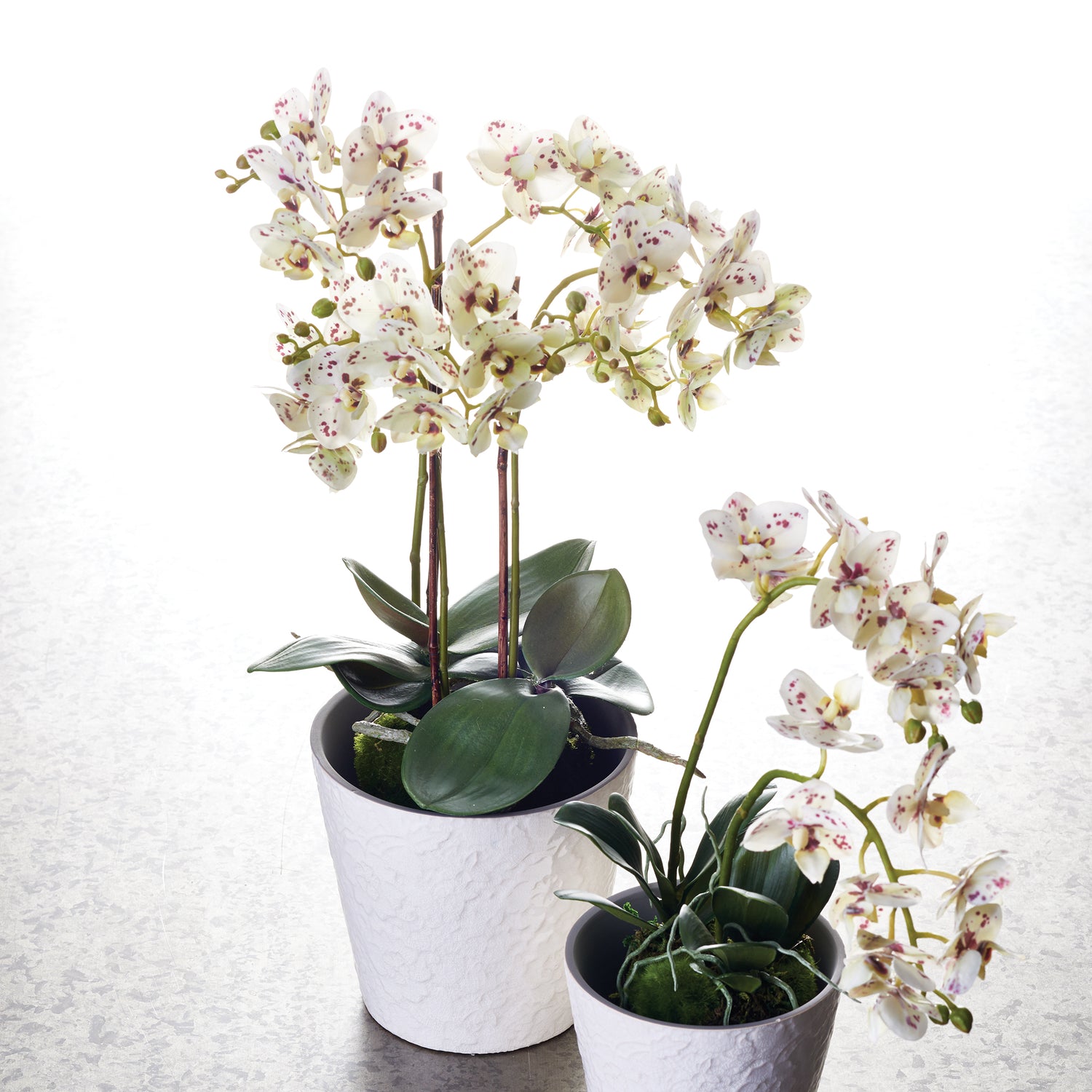 Phalaenopsis Orchid Drop-In 20"