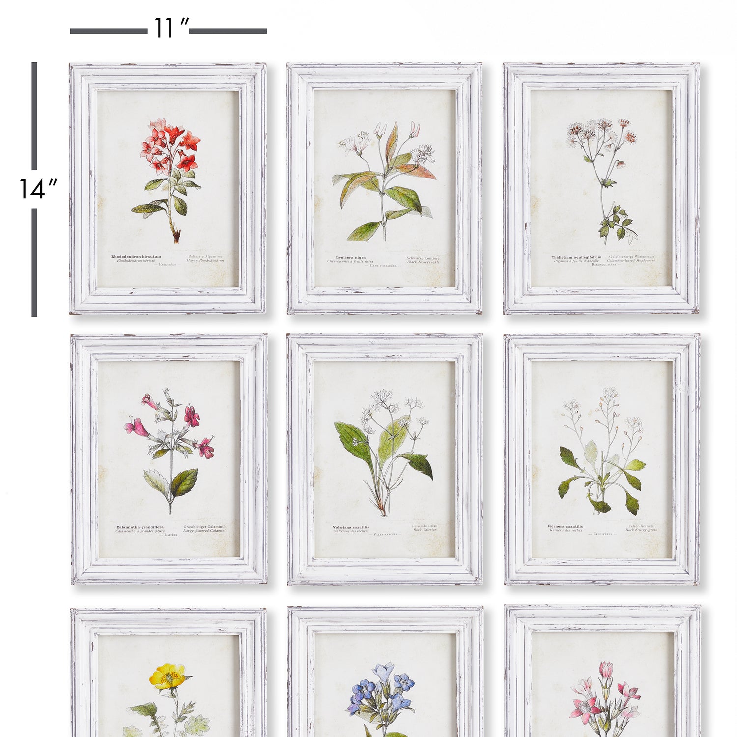 DISCONTINUED Garden Meadow Study, Set Of 9