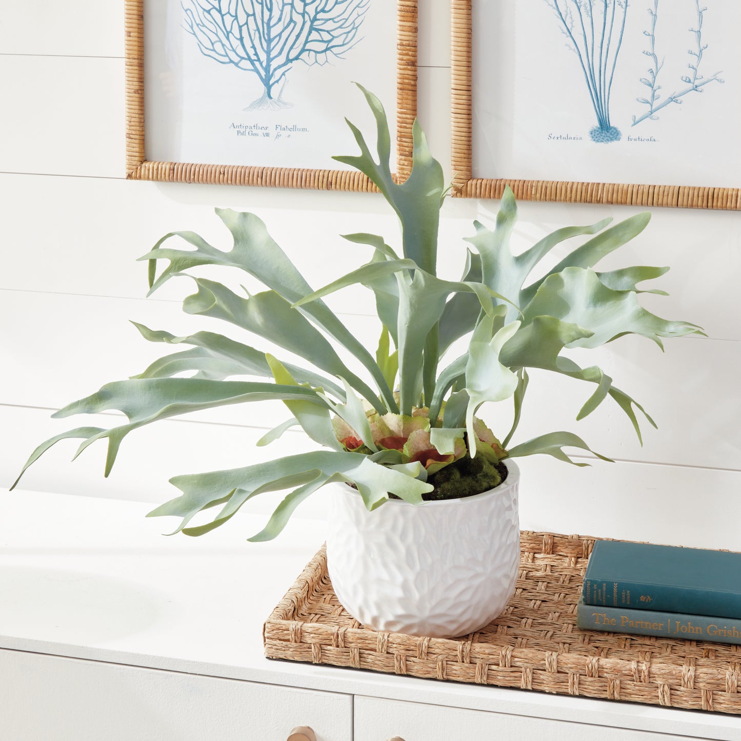 STAGHORN FERN DROP-IN 21"