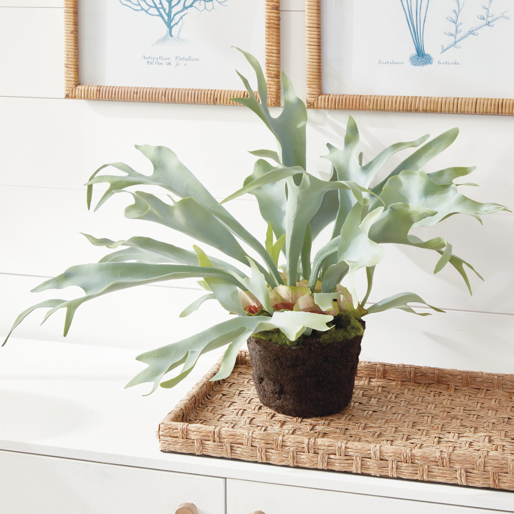 STAGHORN FERN DROP-IN 21"