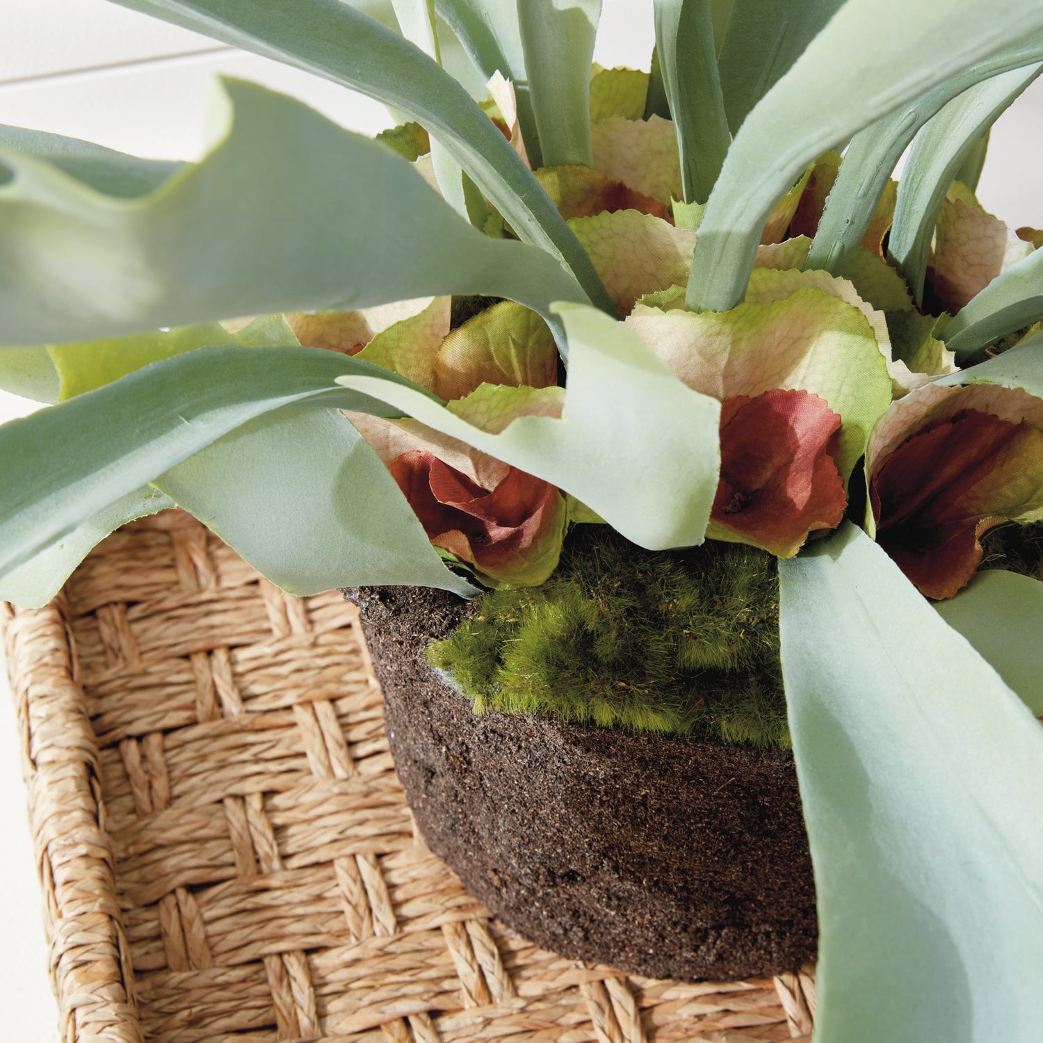 Staghorn Fern Drop-In 21"