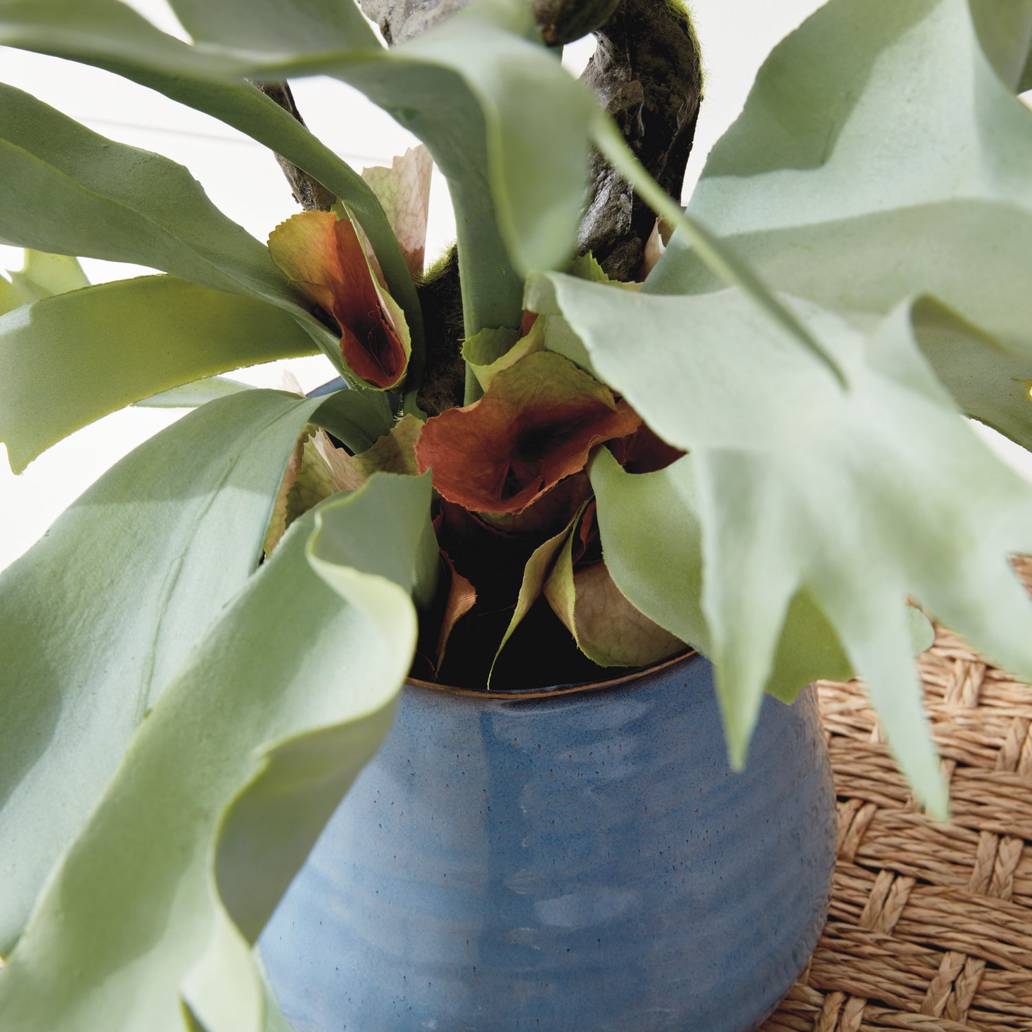 Staghorn Fern Drop-In 22"