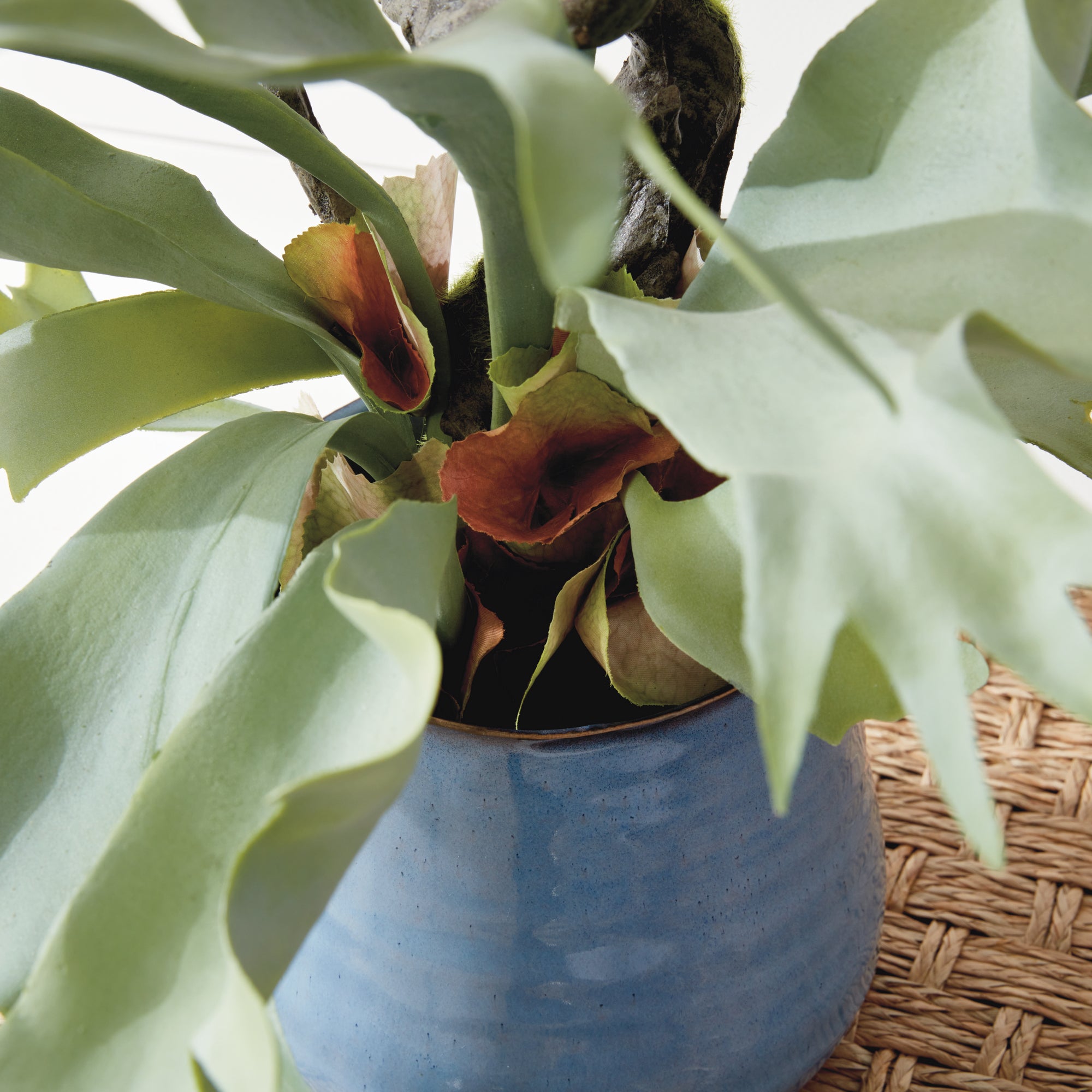 STAGHORN FERN DROP-IN 22"