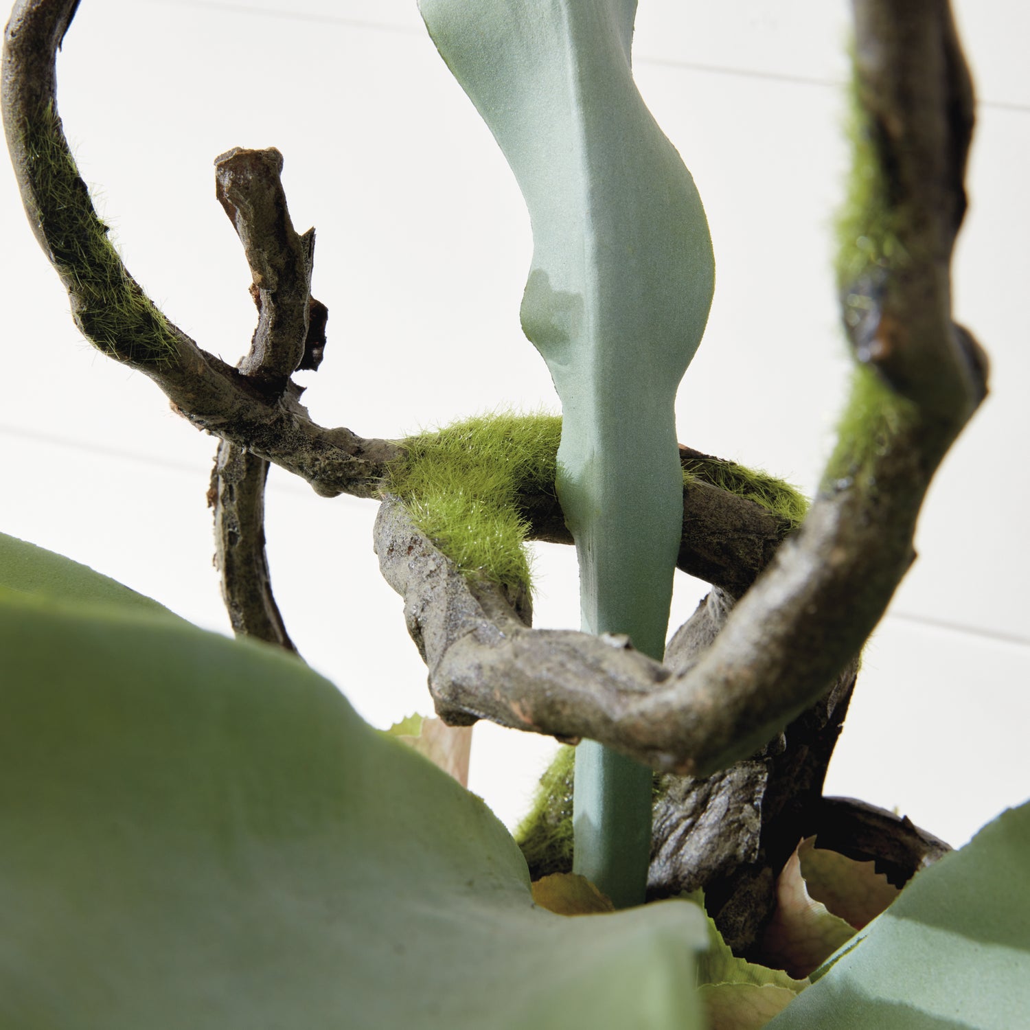 Staghorn Fern Drop-In 22"