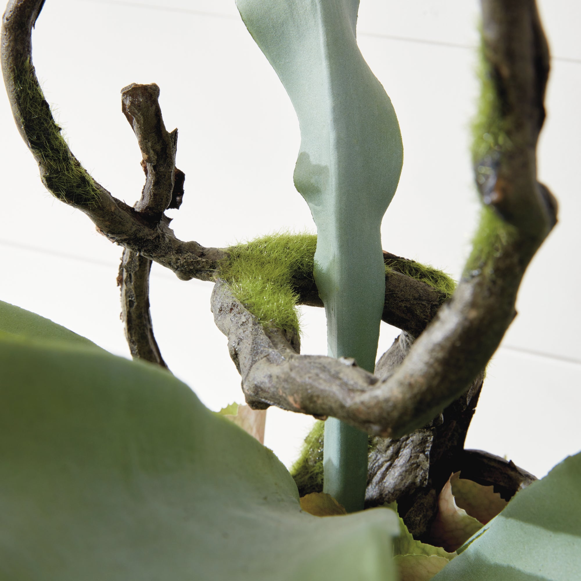 STAGHORN FERN DROP-IN 22"