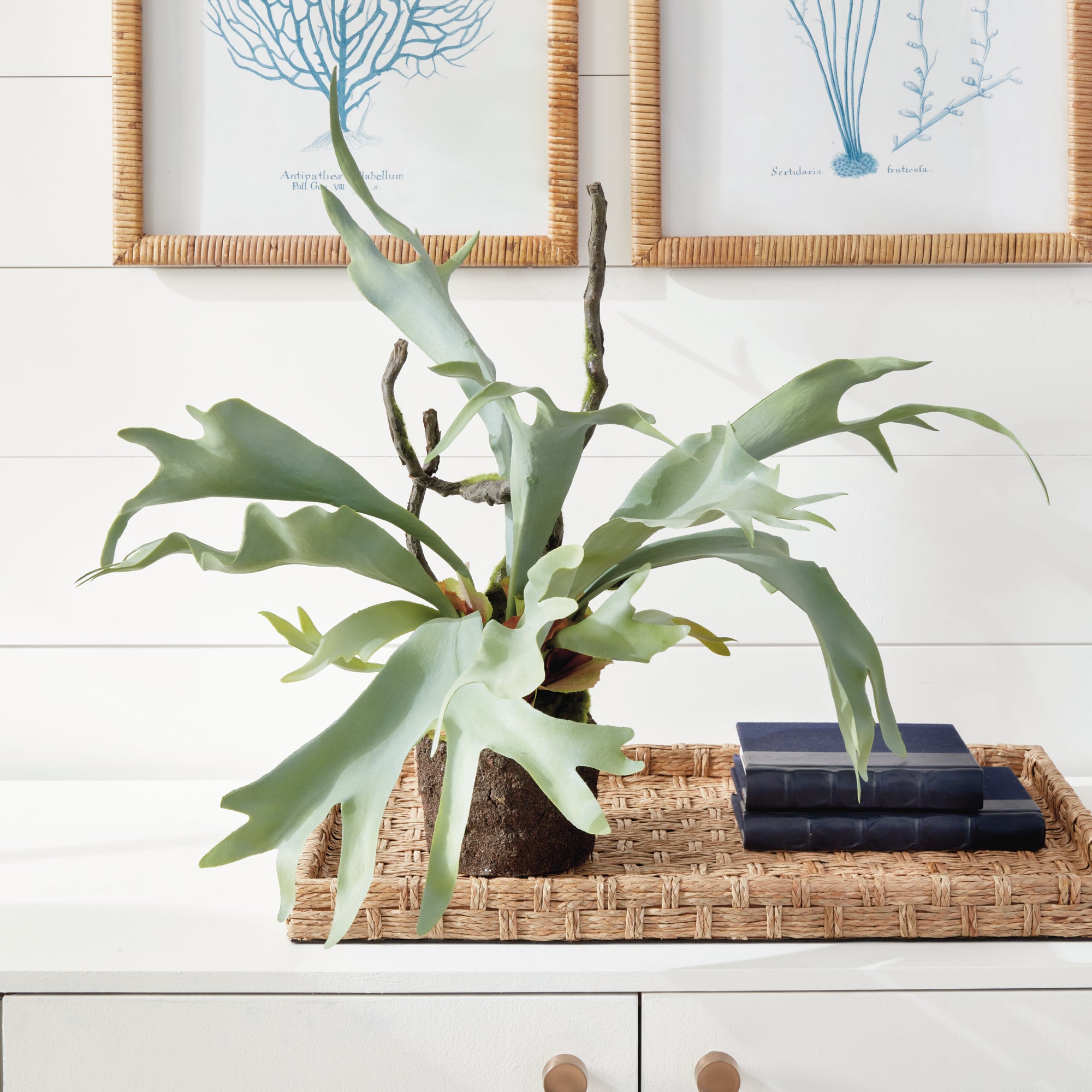STAGHORN FERN DROP-IN 22"