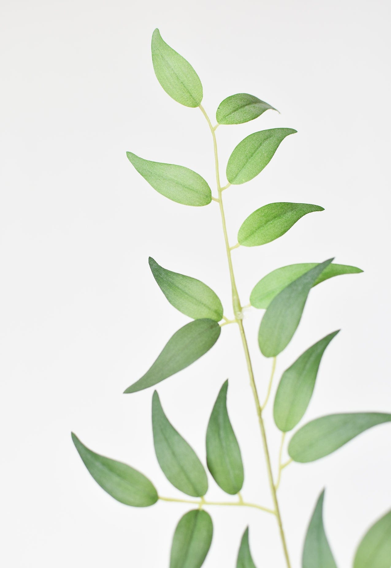 36" Faux Italian Ruscus Stem