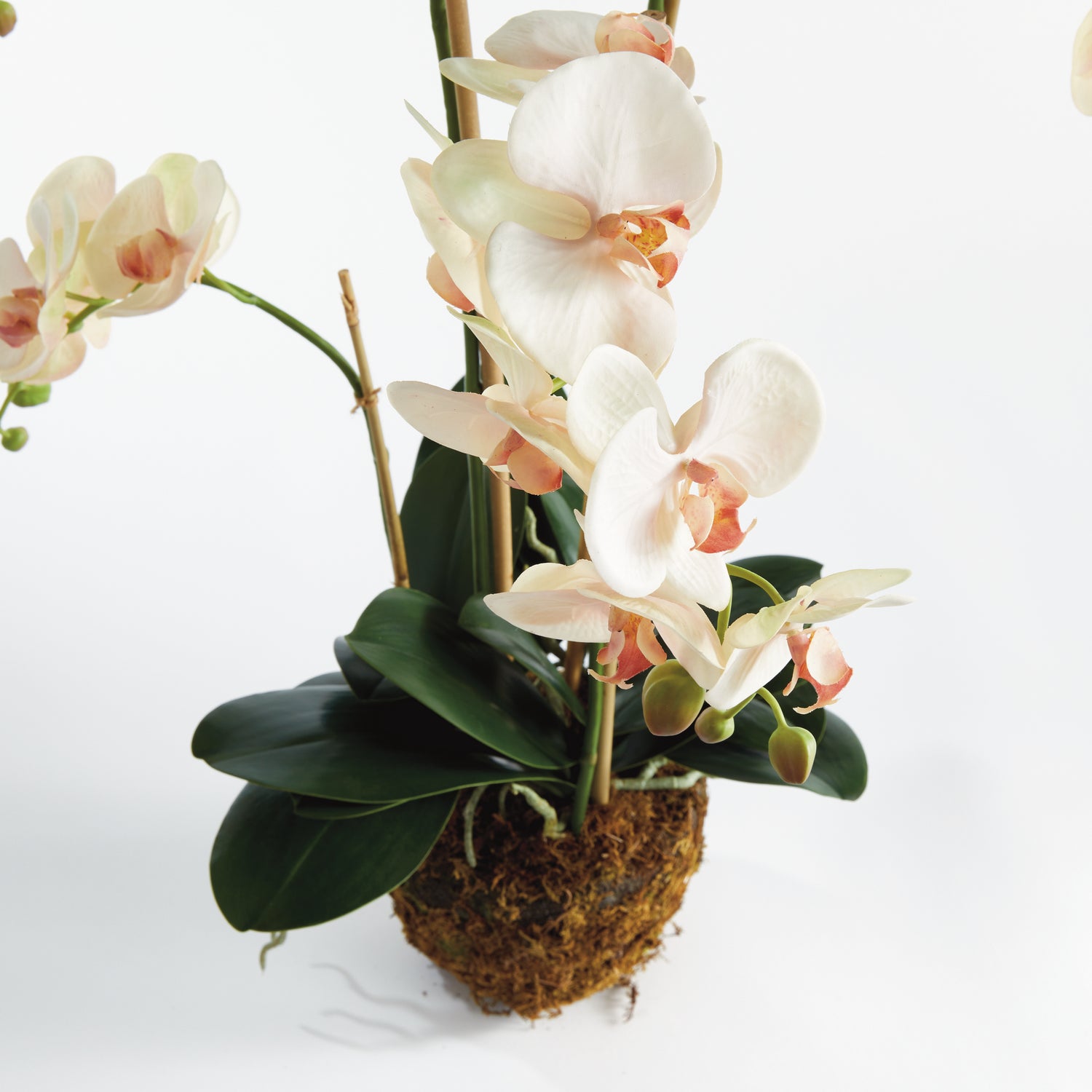 Phalaenopsis Orchid Drop-In 30"