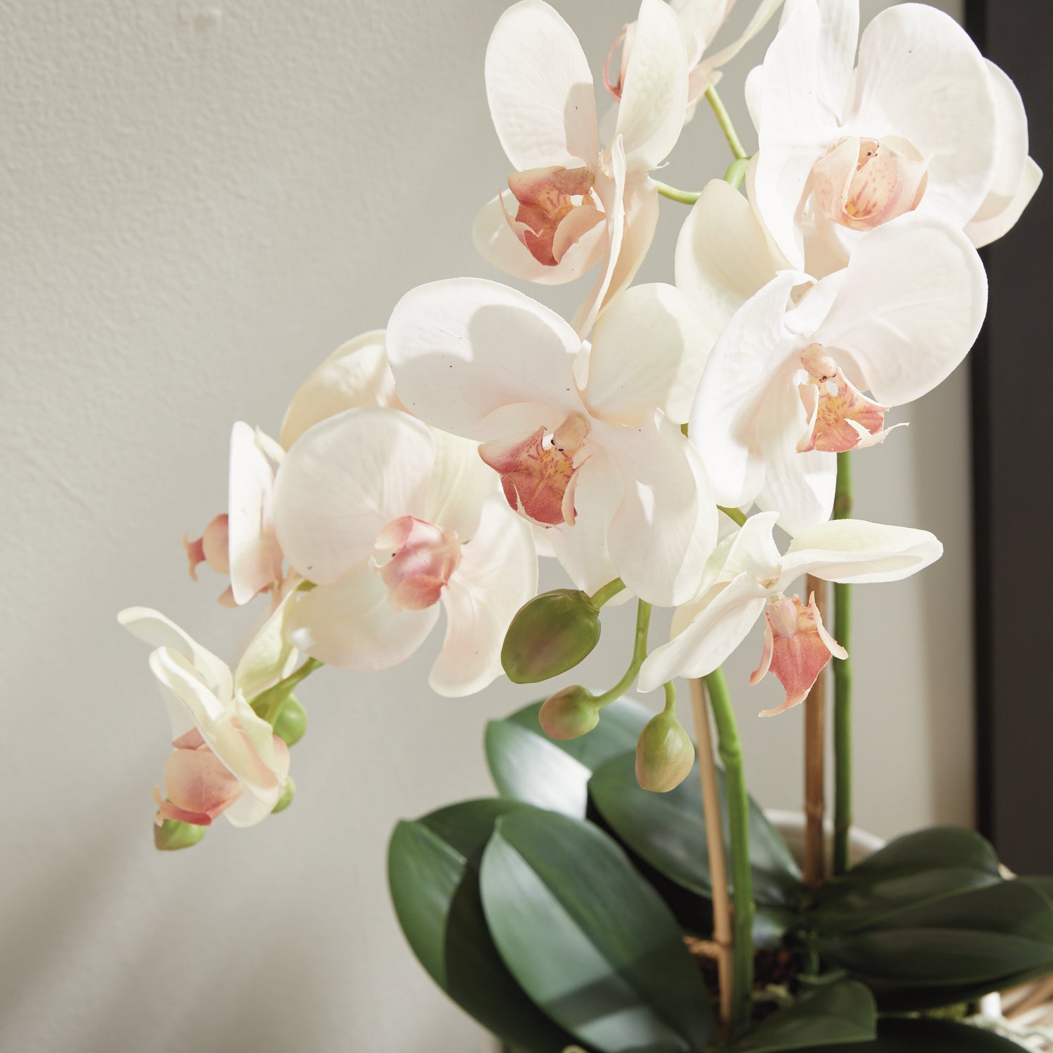 Phalaenopsis Orchid Drop-In 23"