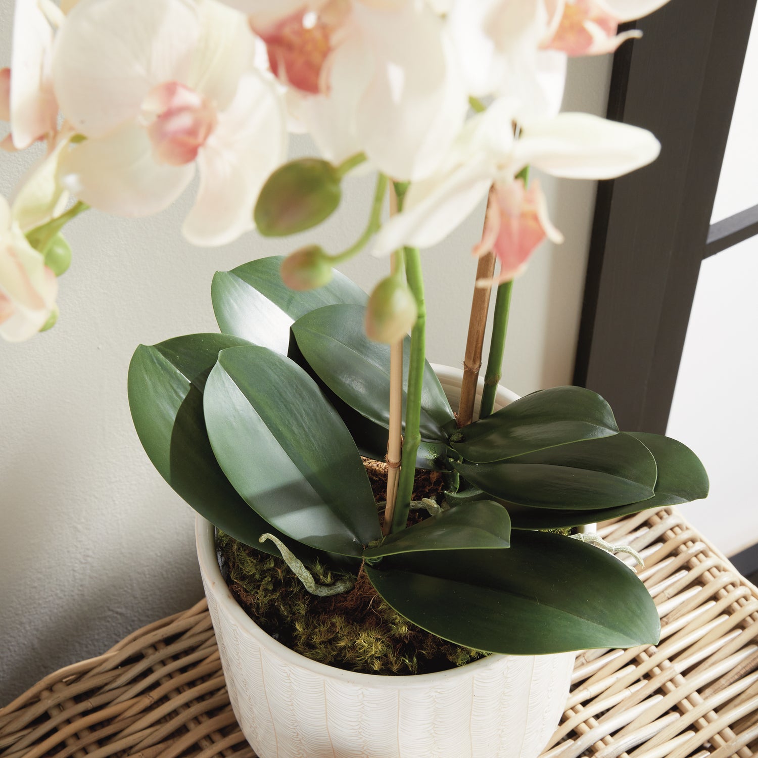 Phalaenopsis Orchid Drop-In 23"