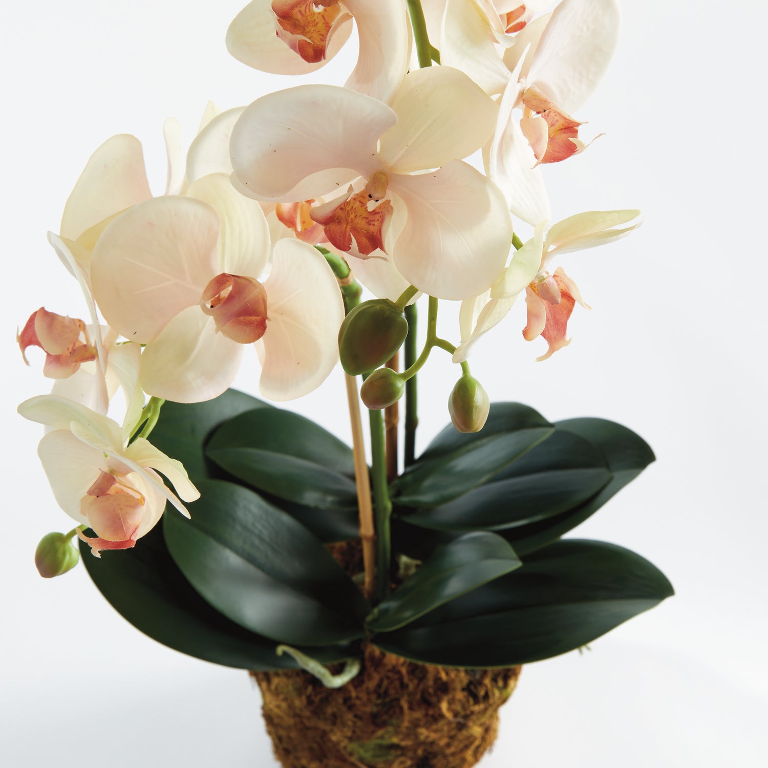 Phalaenopsis Orchid Drop-In 23"