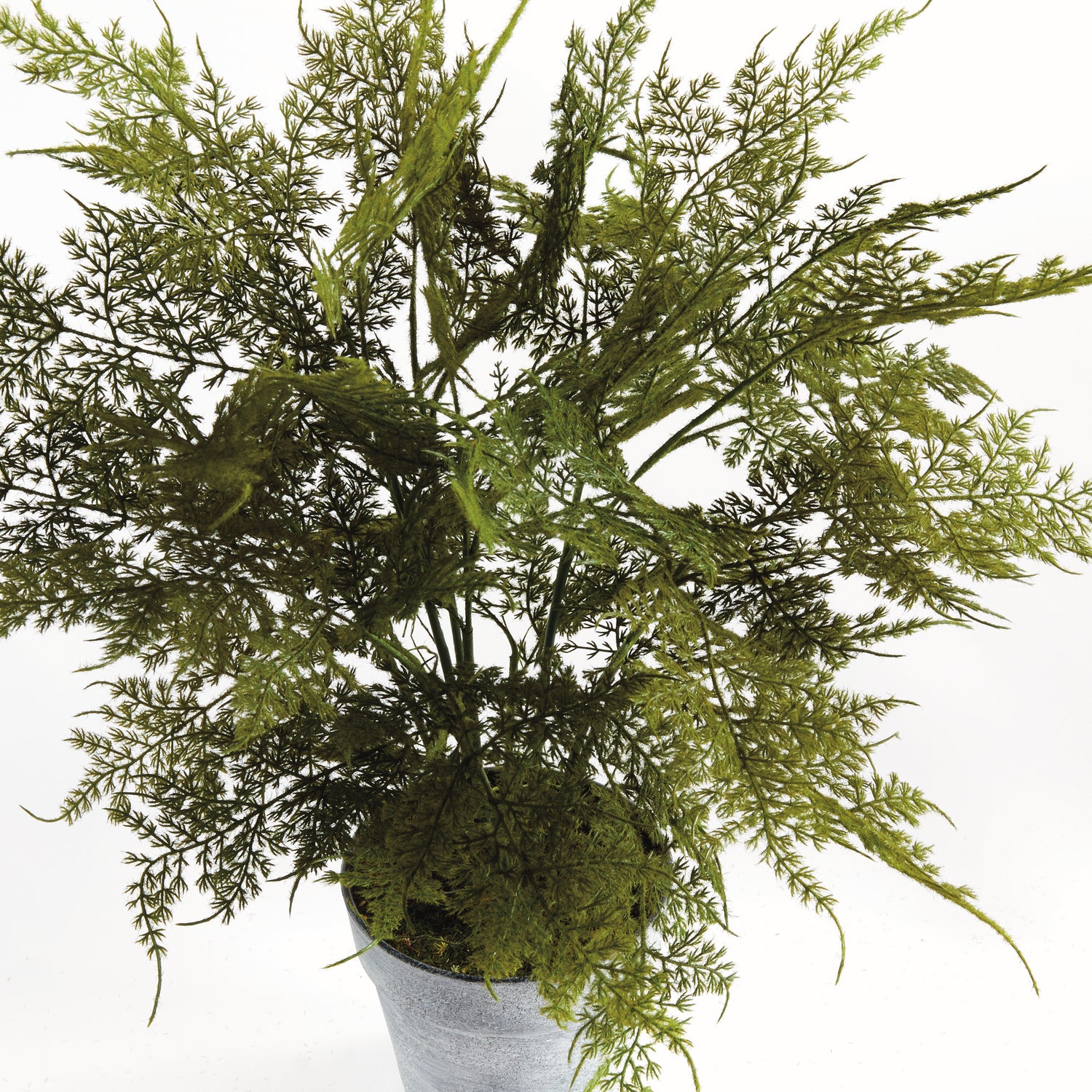 Plumosa Fern Drop-In 21"