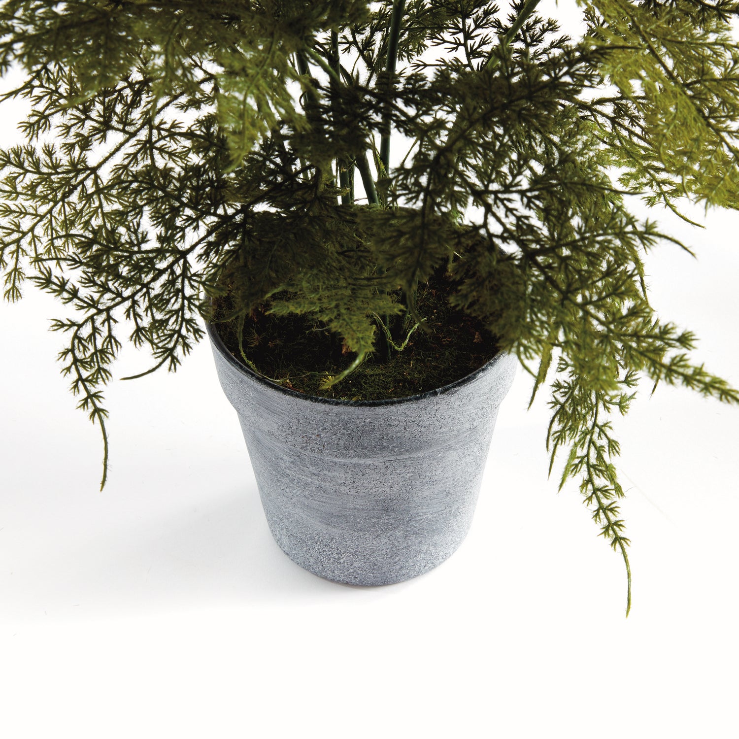 Plumosa Fern Drop-In 21"