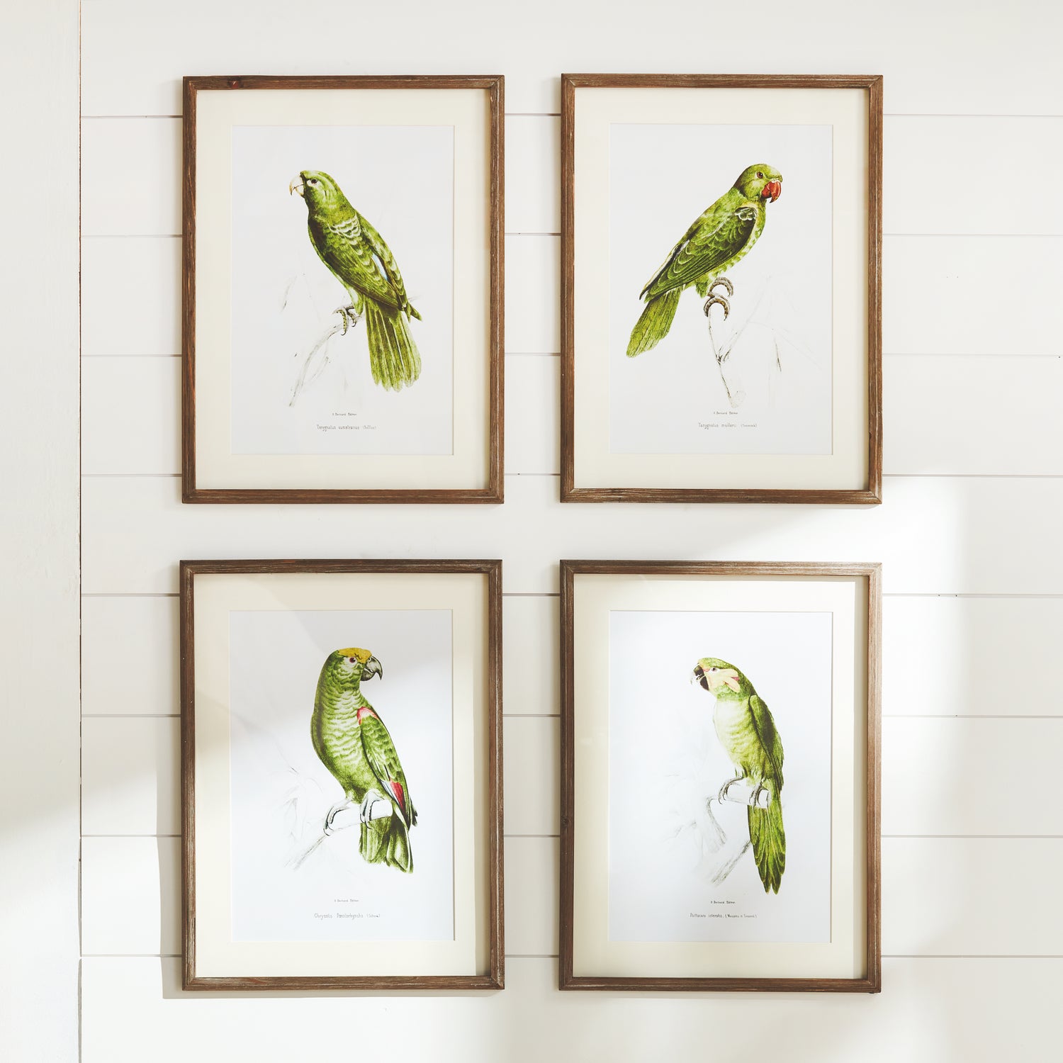 Parrot Illustrations In Green