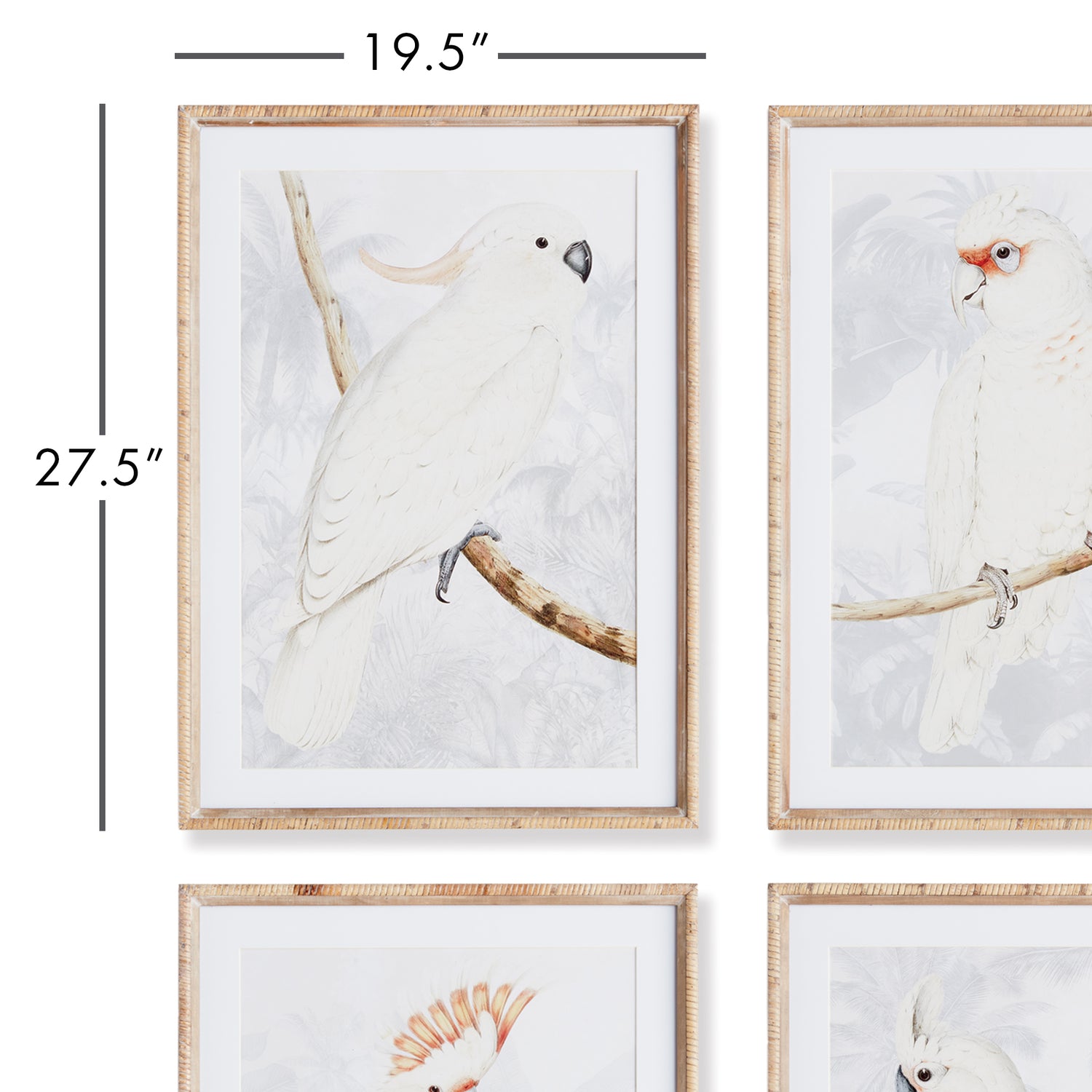 White Cockatoo Prints