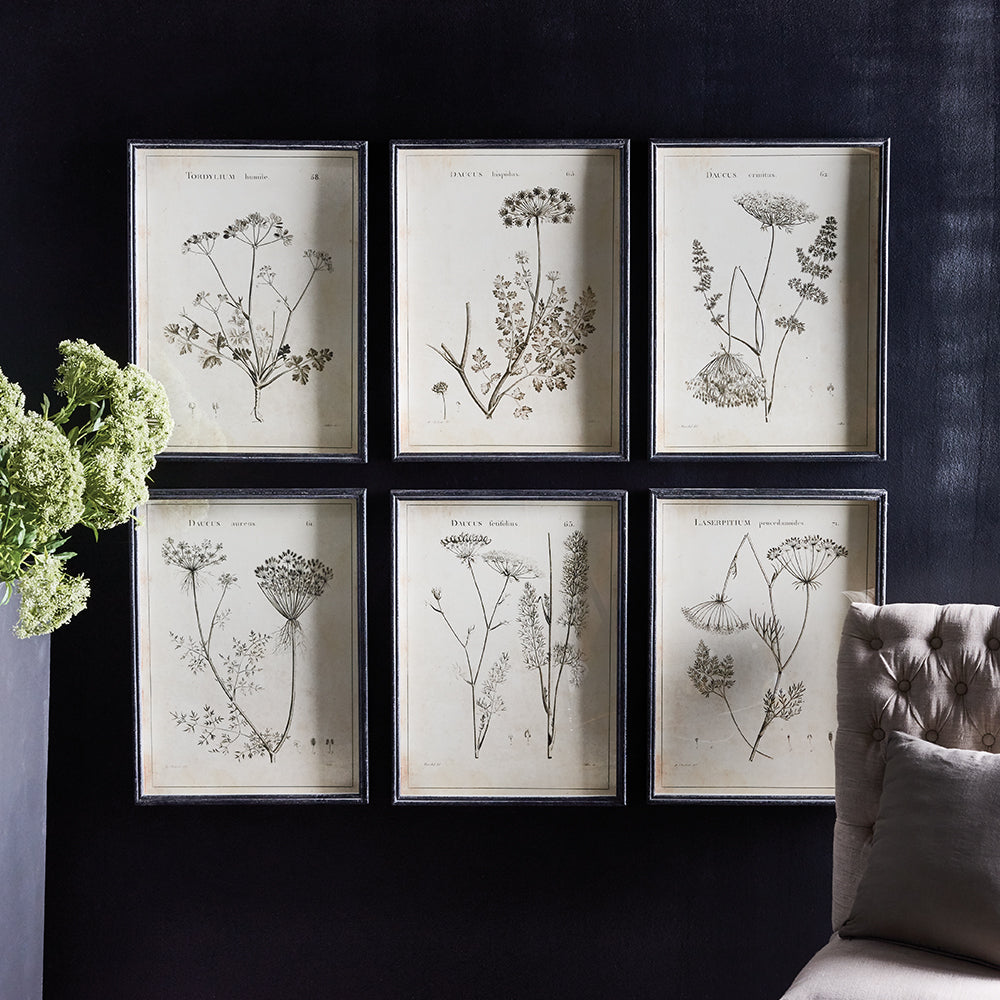WILDFLOWER STUDY, SET OF 6